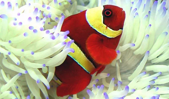 Aquarium US